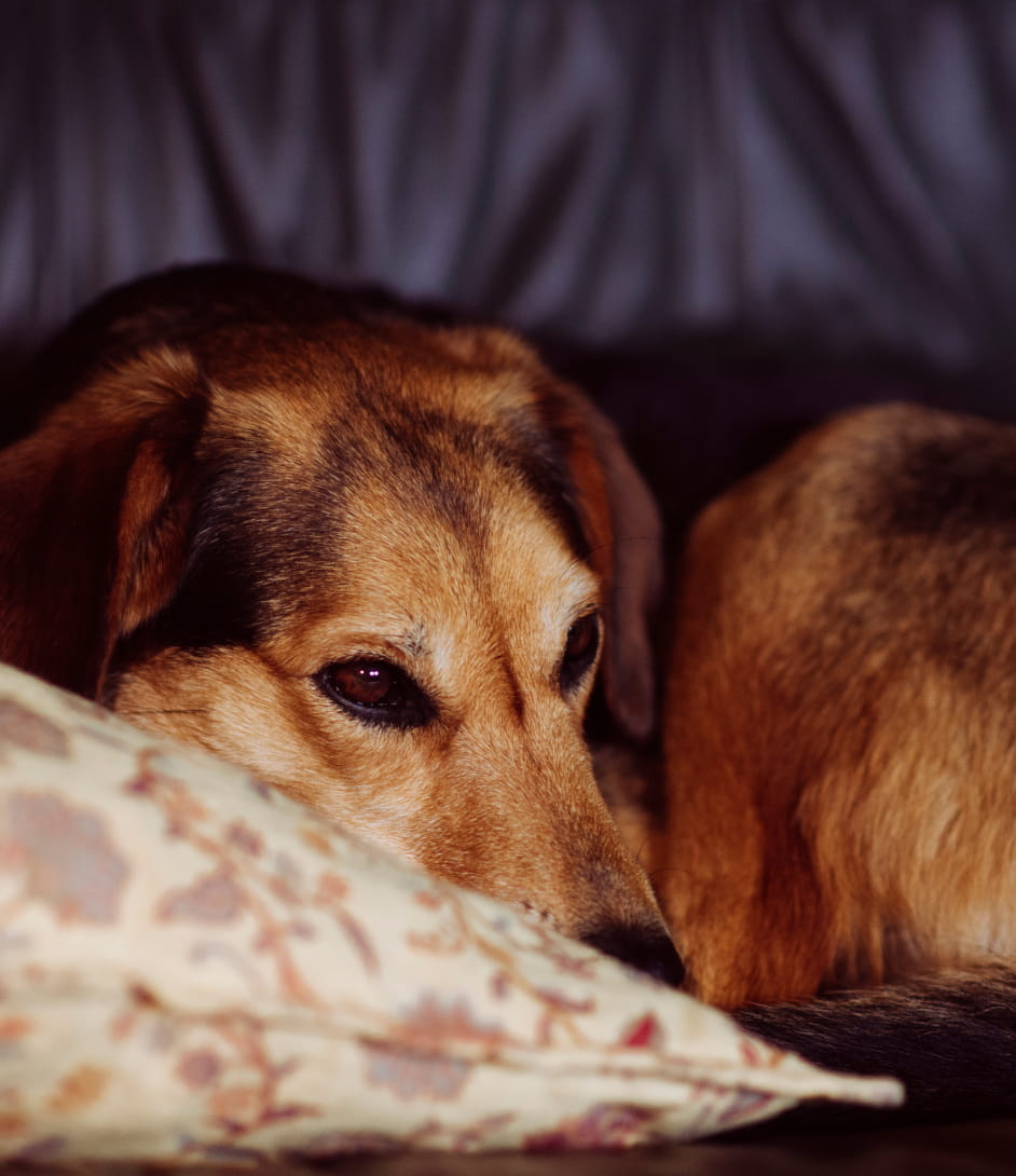 Overnight In-Home Pet Sitting
